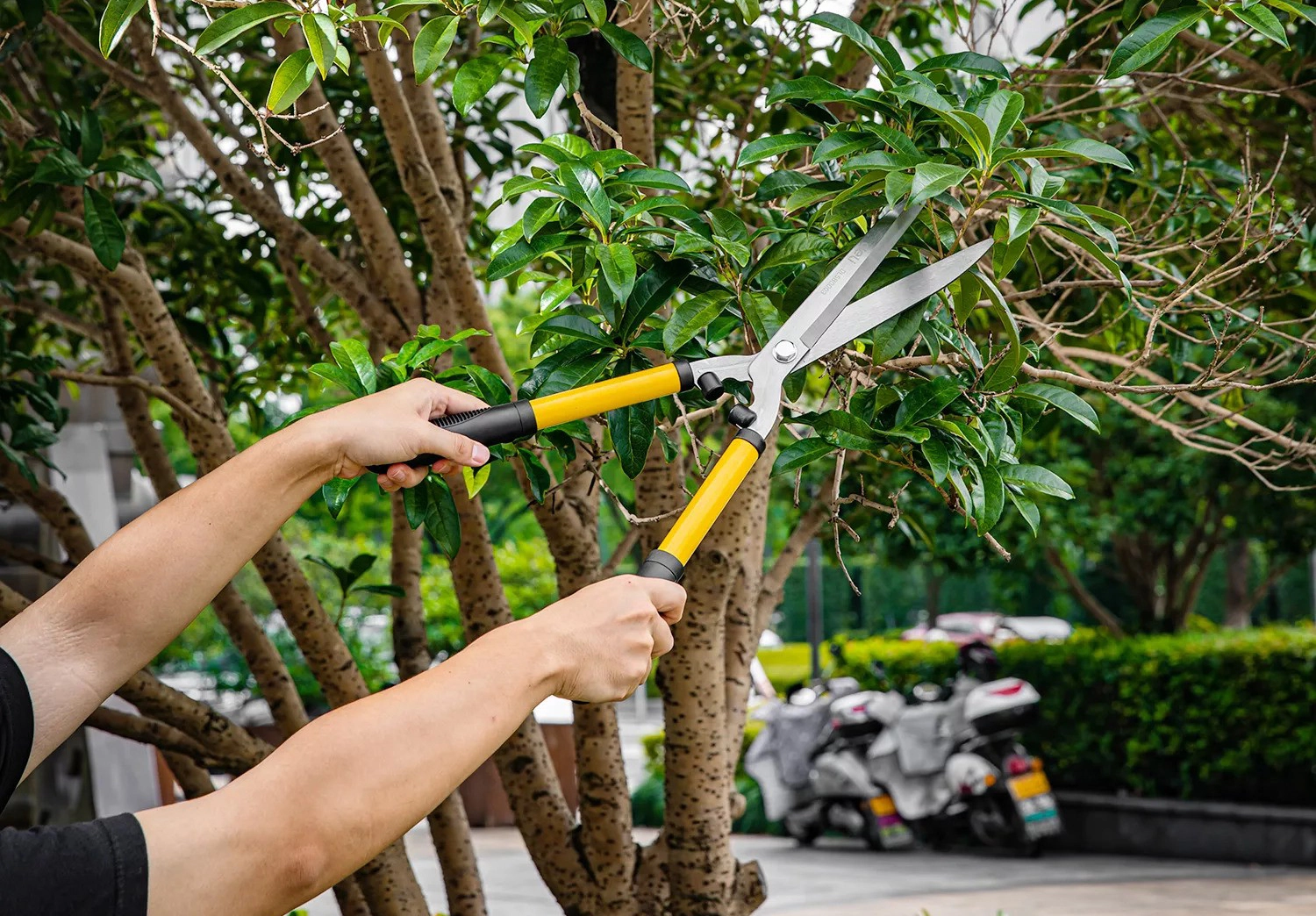 Por que precisamos de cisalhamento de jardinagem?